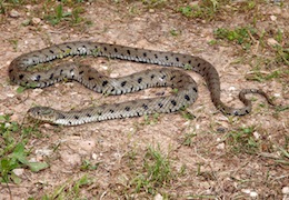 Cyprus Grass Snake